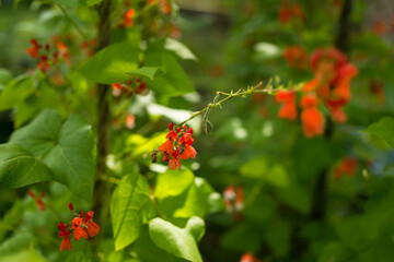 Detail of red and white flowers of kidney bean (Phaseolus coccineus) blooming on green plants in...