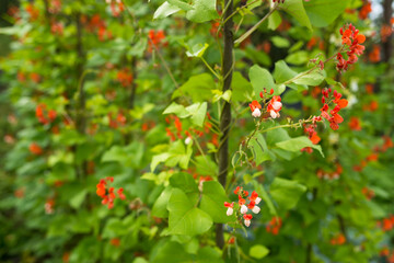 Detail of red and white flowers of kidney bean (Phaseolus coccineus) blooming on green plants in...