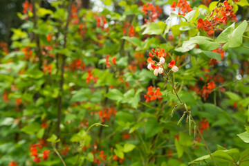 Detail of red and white flowers of kidney bean (Phaseolus coccineus) blooming on green plants in homemade garden. Macro close-up. Organic farming, healthy food, BIO viands, back to nature concept.