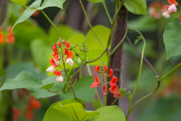 Detail of red and white flowers of kidney bean (Phaseolus coccineus) blooming on green plants in...