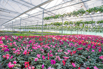 large flower greenhouse with beautiful flowers and plants. Different types of flowers.