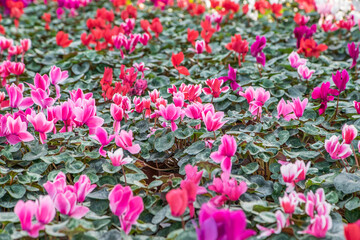 large flower greenhouse with beautiful flowers and plants. Different types of flowers.