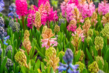 large flower greenhouse with beautiful flowers and plants. Different types of flowers.