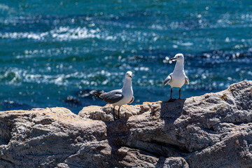 zwei Möwen Laridae stehend auf dem Felsen Hintergrund Meer
