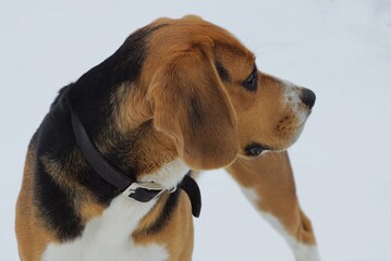 one brown dog beagle head in the street on a background of white snow
