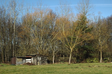 Small old wooden shed surrounded by grass and forest. Construction with wood and junk materials. Roof with asbestos.