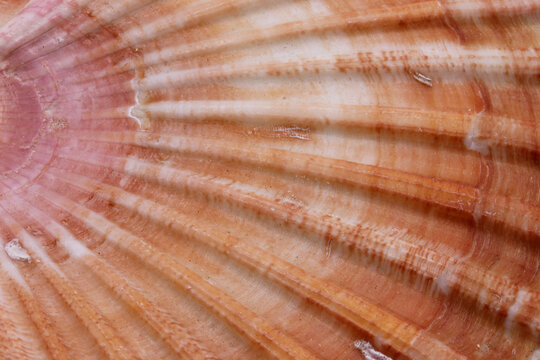 close up of a seashell background