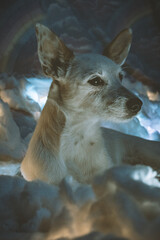 Perro blanco en nubes de algodón