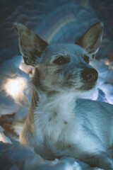 Perro blanco en nubes de algodón
