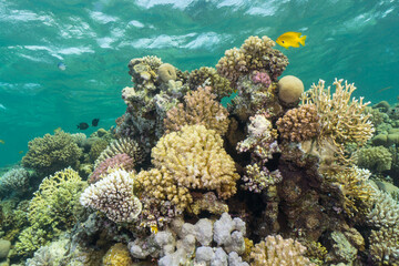 Colorful tropical coral reef