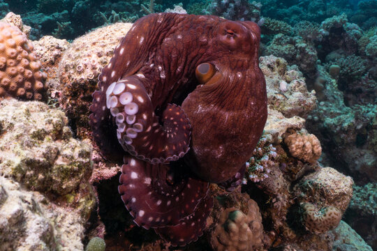 Colorful Tropical Coral Reef With Octopus Camouflage