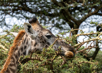 Giraffe (Giraffa) feeding in Tarangine, Tanzania