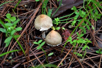 Setas en el bosque