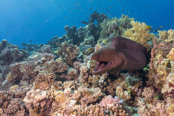 Moray Eel in coral reef resting