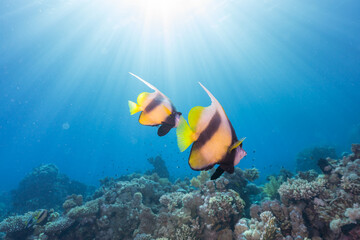 Fototapeta na wymiar Red Sea Pennant Banner fish couple yellow-black on coral reef