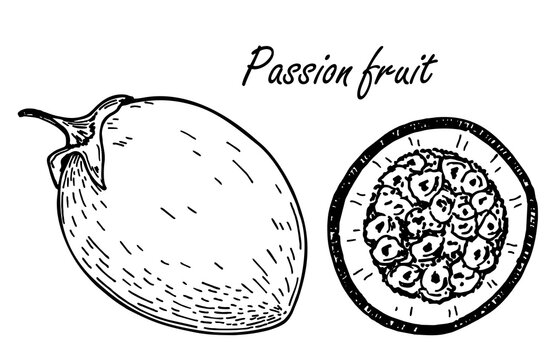 Passion fruit sketch set. Vector hand drawn passion fruit Illustrations. Detailed retro style image. Vintage sketch for labels. Elements collection for design.