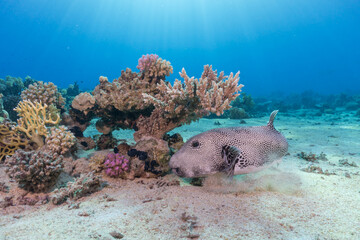 Beautiful colorful coral reef with puffer fish and sun rays © Bence