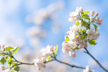 Fototapeta na wymiar White and pink apple tree blossoms on the tree branch on bright background on sunny day in springtime, nature concept, narrow DOF, focus to blossoms in front