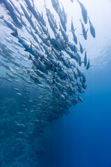 Red sea fish swarm from below