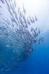 Fototapeta na wymiar Red sea fish swarm from below