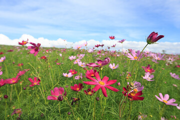 コスモス