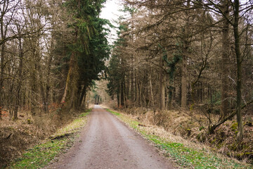 Pathway, trail through a forest with high trees, wide landscape, brown colors