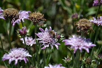 Pequeña abeja descansa sobre flor