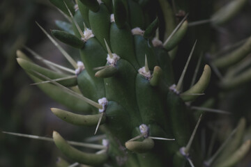 Cactus