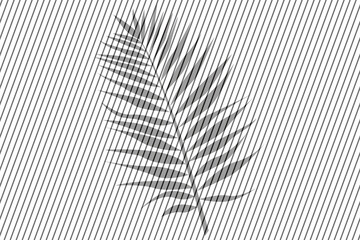 Palm leaf. Drawing in minimalistic style gray