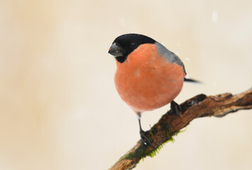 Eurasian bullfinch male ( Pyrrhula pyrrhula )