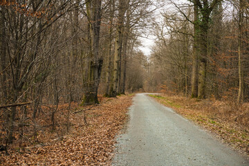 Pathway, trail through a forest with high trees, wide landscape, brown colors