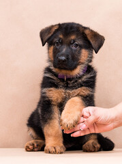puppy gives paw, german shepherd in studio