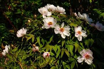 Obraz na płótnie Canvas View of pastel rosa-white peony (paeony) flowers in the spring garden