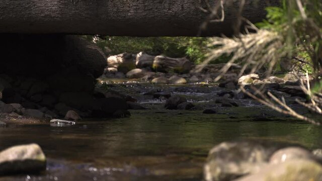 4K Rack focus from quiet rocky brooke to empty wooden bridge in forest