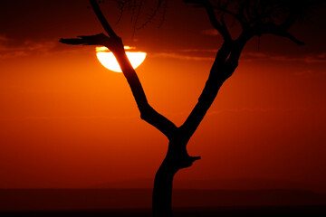 Silhouette of a tree at sunrise.  Masai Mara game reserve. Kenya.  04.10.2010