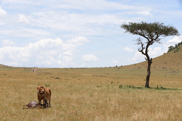 Lion (Panthera leo)  with wildebeest killed in savanna.  Masai Mara National Park. Kenya. ...