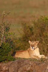 Lioness  (Panthera leo) on a rock in savanna.  Masai Mara National Park. Kenya.  04.10.2010