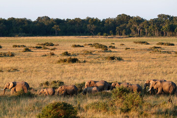 Elephant herd (Loxodonta africana).  Masai Mara National Park. Kenya.  04.10.2010