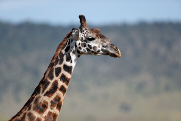 Giraffe ( Giraffa camelopardalis ) portrait.  Masai Mara National Park. Kenya.  04.10.2010