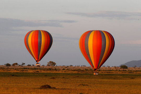 Hot Air Balloon Safari At The Masai Mara In The Morning. Masai Mara National Park. Kenya.  04.10.2010