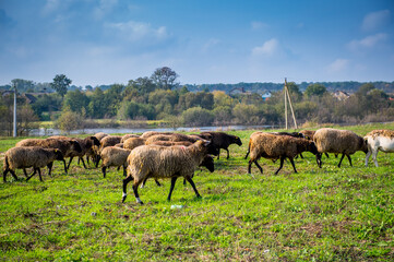 Sheep herd at green field, home farm