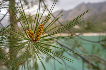 Detail of the flowers of a pine tree, full of pollen, in a Mediterranean forest, on a cloudy day.