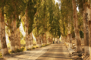 View of trees alley near Ishkashim, start of Wakhan Corridor, Gorno-Badakshan in the Pamir region of Tajikistan
