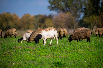 Obraz premium Sheep herd at green field, home farm