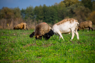 Naklejka na ściany i meble Sheep herd at green field, home farm