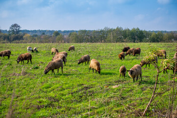 Sheep herd at green field, home farm
