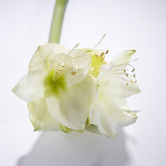 Bouquet of white geen lilies on a table.