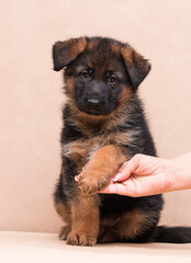 puppy gives paw, german shepherd in studio