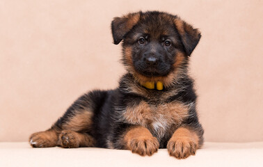 little german shepherd puppy lies in the studio