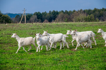 White goats in a meadow of a goat farm